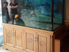 Công ty chuyên lắp đặt hồ cá rồng đẹp giá tốt chất lượng