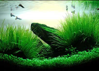 Các bước làm hồ cá thuỷ sinh tại nhà cực đơn giản