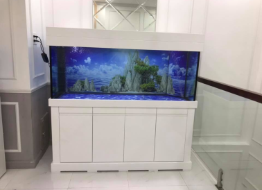 5 lợi ích không ngờ khi nuôi cá cảnh trong nhà