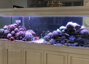 Sự thích nghi của san hô trong bể cá cảnh