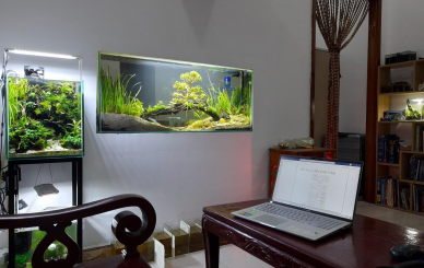 THIẾT KẾ HỒ CÁ TREO TƯỜNG