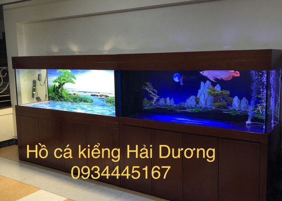 mẫu hồ cá rồng 5