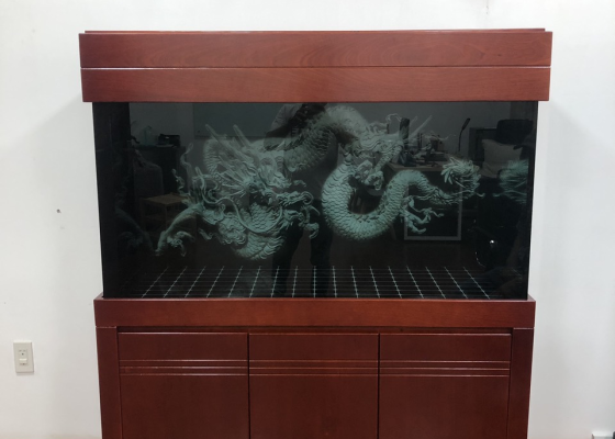 mẫu hồ cá rồng 6