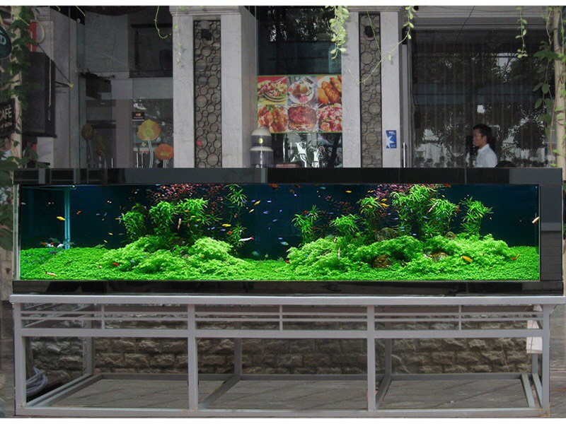 hồ thuỷ sinh