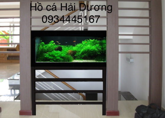 Mẫu hồ cá thủy sinh 1