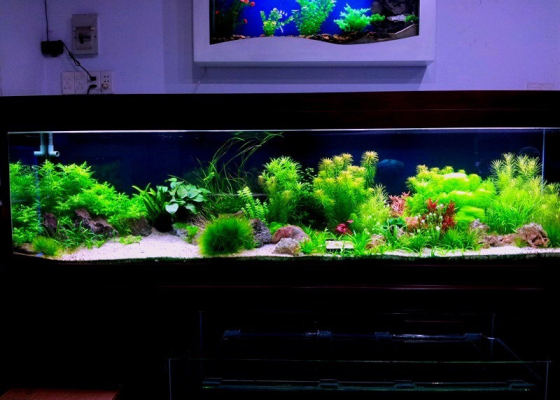 Mẫu hồ cá thủy sinh 5