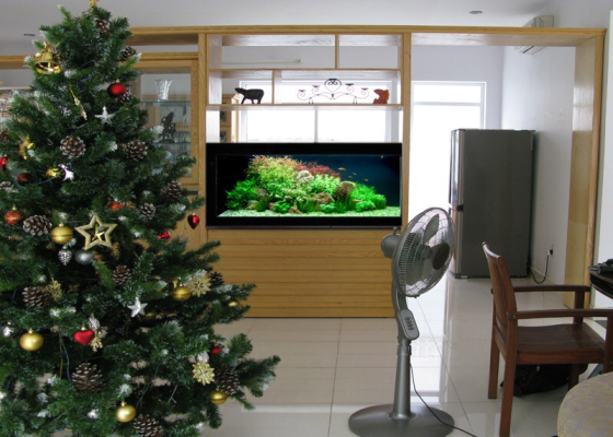 Mẫu hồ cá thủy sinh 6