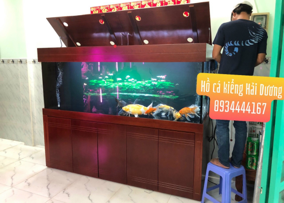 mẫu hồ cá rồng 8