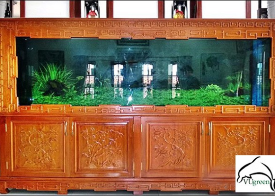 mẫu hồ cá rồng 9