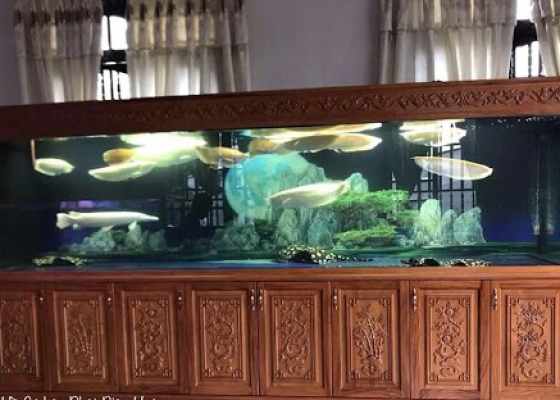 mẫu hồ cá rồng 10