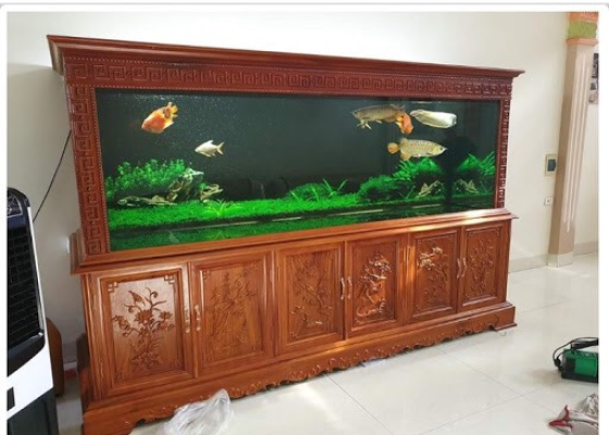 mẫu hồ cá rồng 11