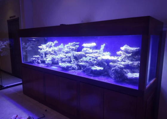 Hồ cá biển đẹp tại bình tân