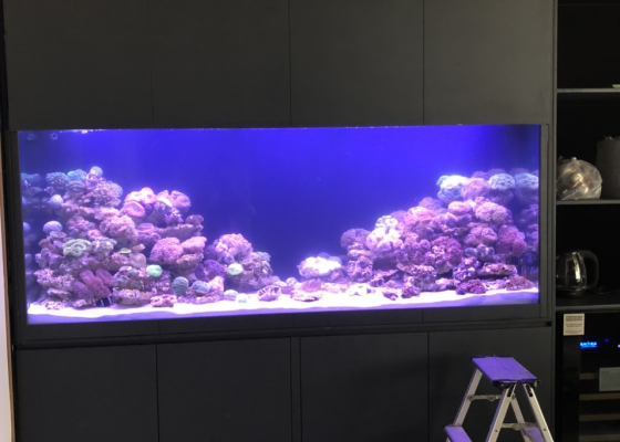 Hồ cá biển đẹp nhất tại thành phố hồ chí minh