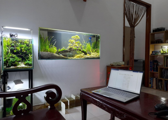 Mẫu hồ treo tường quận 12