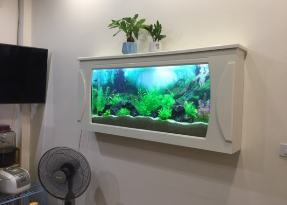 Hồ treo tường 6
