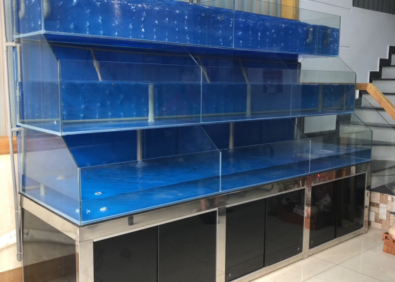 Thi công hồ cá hải sản tại quận 3