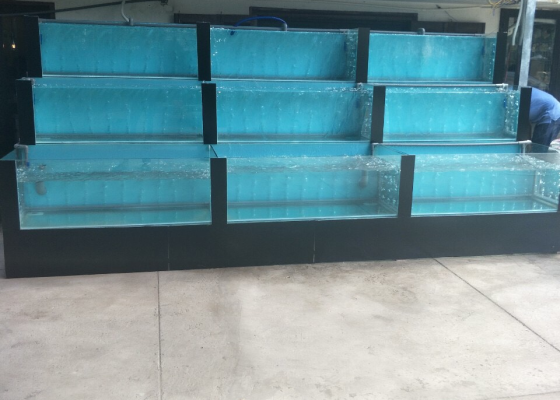 hồ cá hải sản quận 2